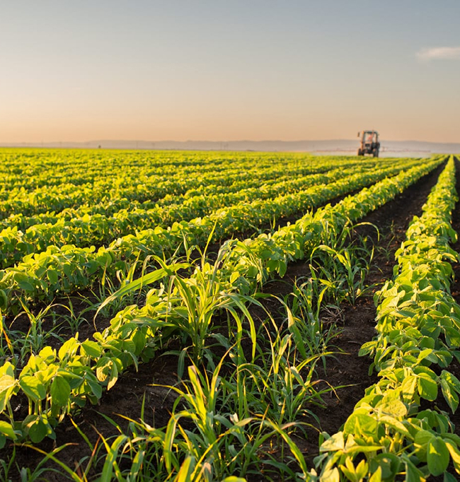 Agricultural fields in Indonesia