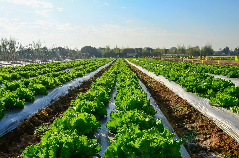 Agricultural Commodities